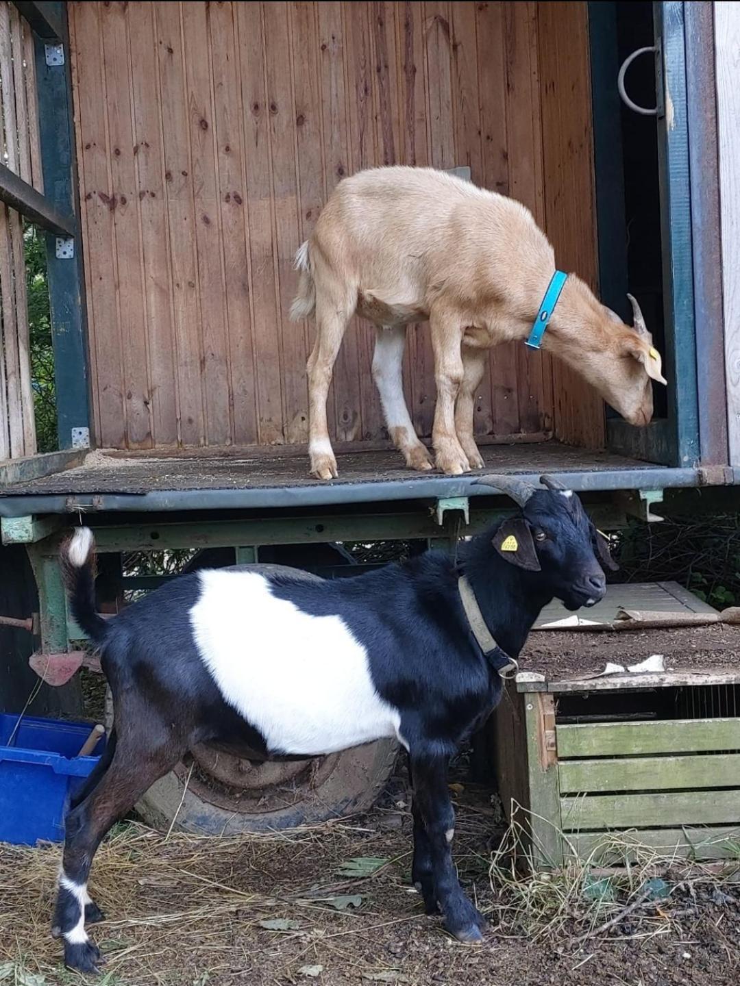 Orangerie Zimmer Gehaichnishof 7Born Maring-Noviand Exterior foto